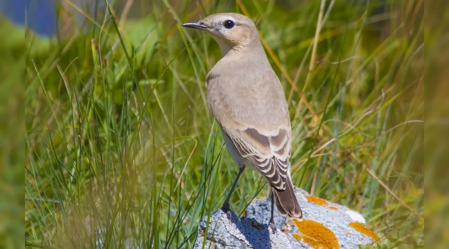 Каменка-плясунья &copy;&nbsp;Фото пресс-службы Кавказского государственного природного биосферного заповедника