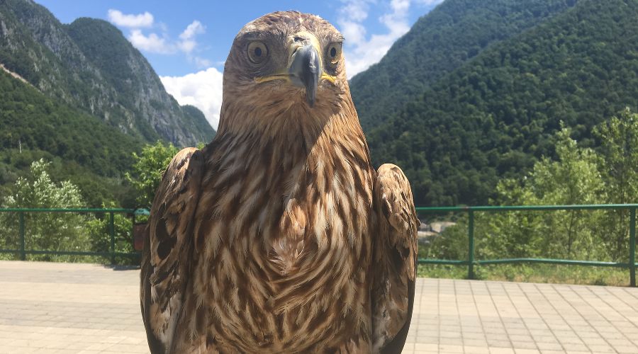 Степной орел © Фото пресс-службы регионального отделения ОНФ в Краснодарском крае