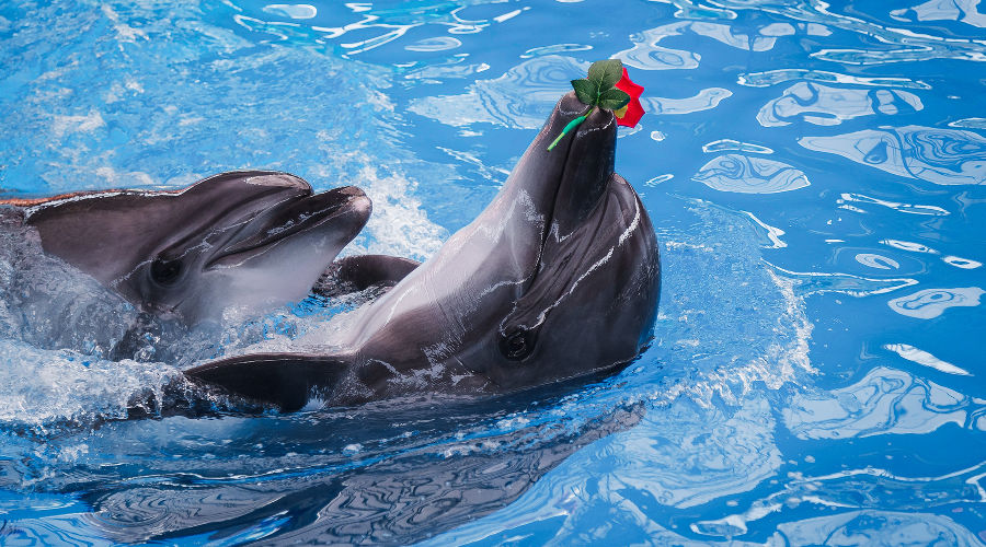  © Фото пресс-службы «Сочи Парка»