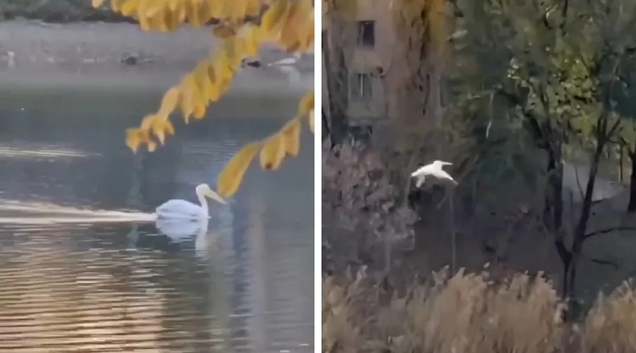  &copy;&nbsp;Скриншот из видео из телеграм-канала &laquo;Хороший Краснодар&raquo;