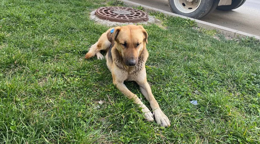 Чипированная собака &copy;&nbsp;Фото Влады Мандрыка, Юга.ру