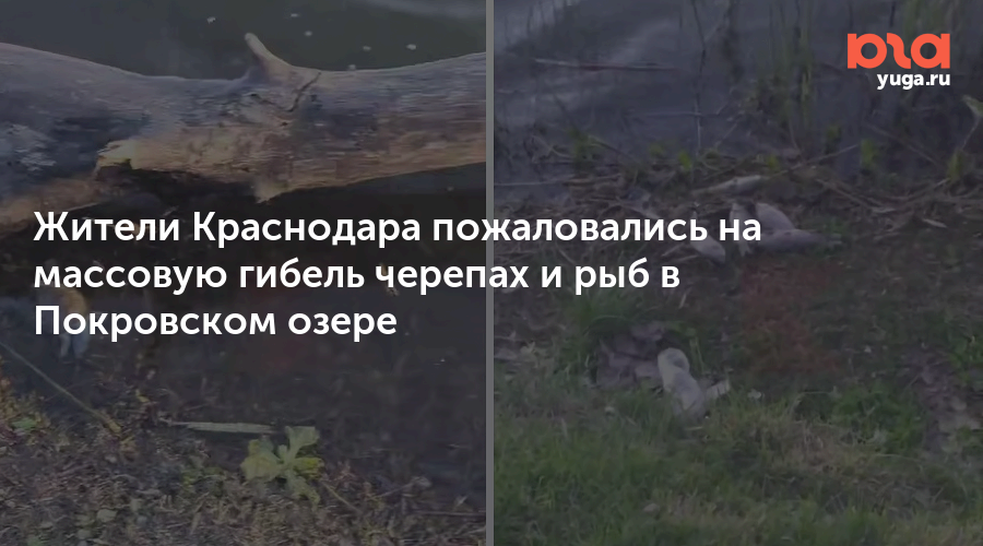 Жители Краснодара пожаловались на массовую гибель черепах и рыб в Покровском озере