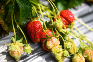  © Фото Елены Синеок, Юга.ру