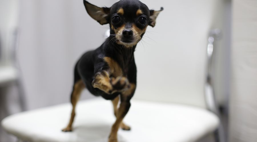  © Фото с сайта pixabay.com