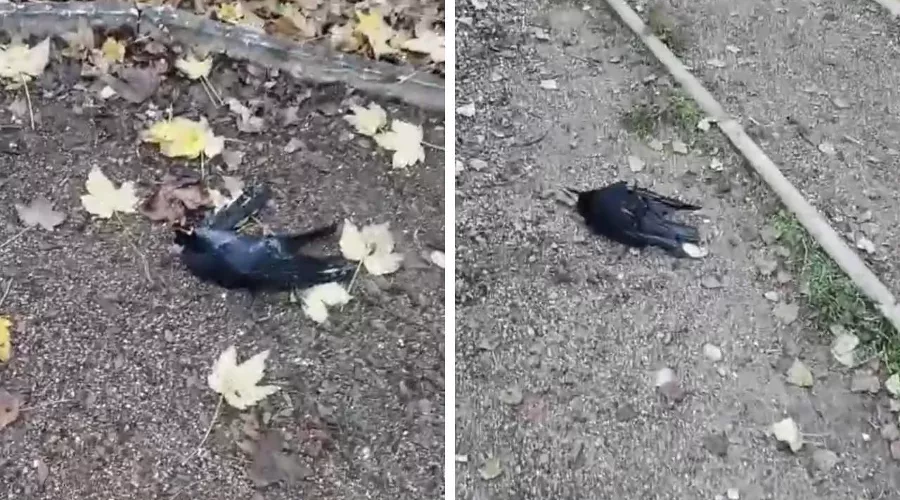  &copy;&nbsp;Коллаж из скриншотов видео из телеграм-канала &laquo;Новости Краснодара — Город&raquo;