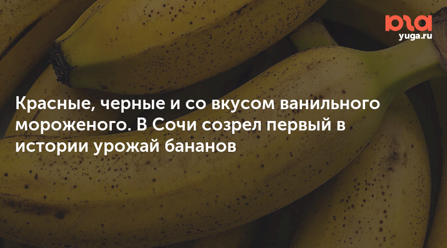 Красные, черные и со вкусом ванильного мороженого. В Сочи созрел первый в истории урожай бананов