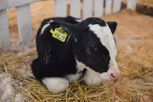 УОХ &laquo;Кубань&raquo; &copy;&nbsp;Фото Елены Синеок, Юга.ру