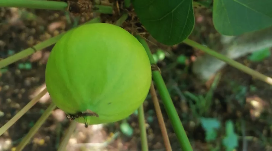  &copy;&nbsp;Фото пресс-службы нацпарка Сочи