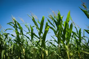 День поля в Адыгее &copy;&nbsp;Фото Елены Синеок, Юга.ру