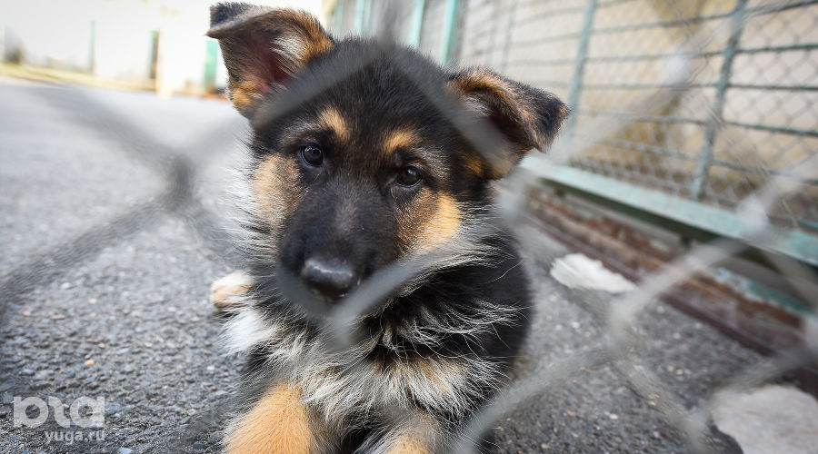  © Фото Елены Синеок, Юга.ру