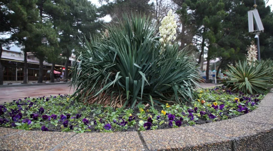  &copy;&nbsp;Фото пресс-службы администрации Геленджика