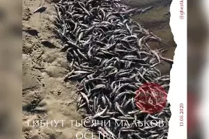  &copy;&nbsp;Скриншот видео из телеграм-канала &laquo;Жесть Краснодара и края&raquo;, t.me/ghestkrd