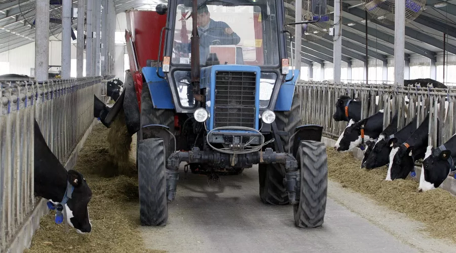 Современное содержание голштинок в агрохолдинге «Кубань» &copy;&nbsp;Фото пресс-службы агрохолдинга &laquo;Кубань&raquo;