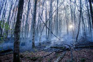  © Фото Алисы Пелешенко со страницы vk.com/dobrofire