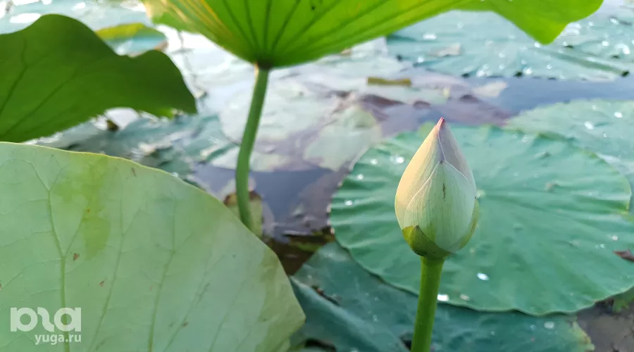  &copy;&nbsp;Фото Марины Солошко, Юга.ру
