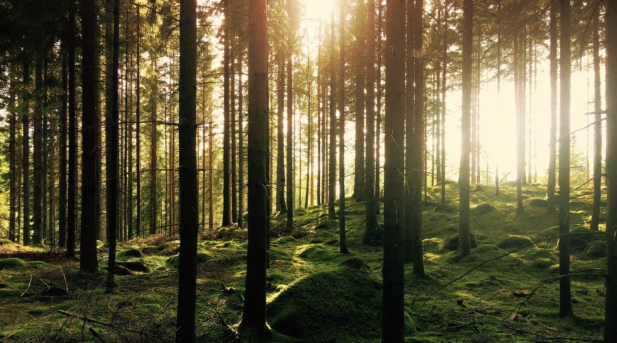  &copy;&nbsp;Фото с сайта unsplash.com