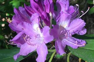 Рододендрон понтийский © Фото пресс-службы Кавказского биосферного заповедника