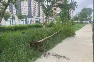  &copy;&nbsp;Скриншот из телеграм-канала &laquo;Vokryg Rossinskogo&raquo; https://t.me/vokryg_rossinskogo/20880