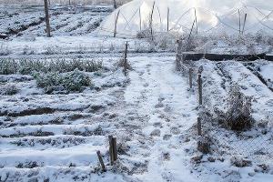 зимний огород &copy;&nbsp;Сгенерировано с помощью нейросети Gigachat