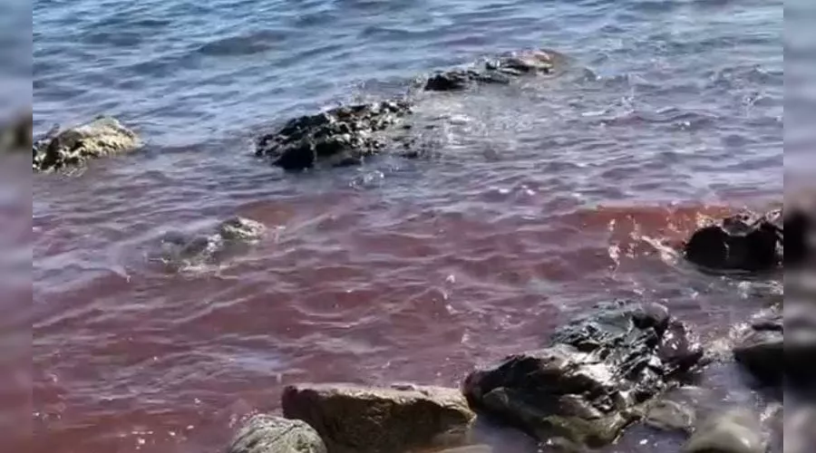  &copy;&nbsp;Скриношот видео из телеграм-канала &laquo;Типичный Краснодар&raquo;, t.me/krd_tipich_ru