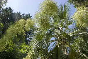 Голубая пальма, или эритея вооруженная &copy;&nbsp;Фото пресс-службы Сочинского нацпарка