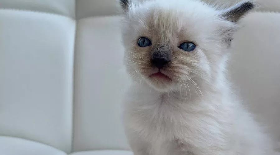  &copy;&nbsp;Фото из инстаграма cat_kessi_, https://www.instagram.com/cat_kessi_/