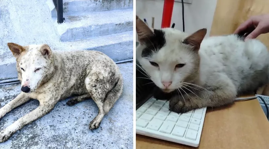  &copy;&nbsp;Скриншоты фото и видео из телеграм-канала &laquo;Шанс на жизнь Туапсе&raquo;