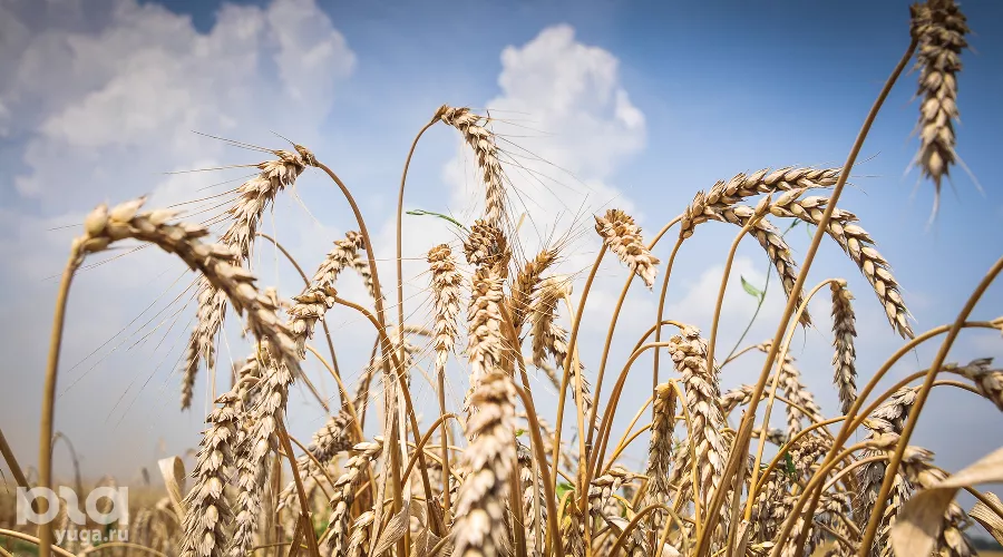Пшеница &copy;&nbsp;Фото Елены Синеок, Юга.ру