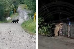  © Коллаж из скриншотов видео из телеграм-каналов «Типичный Сочи» и Sochi Today