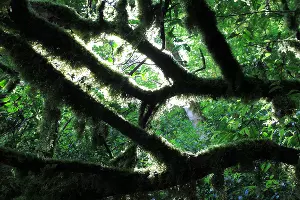 Тисо-самшитовая роща Сочи &copy;&nbsp;Фото Марины Солошко, Юга.ру