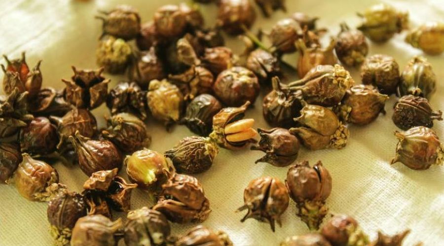 Семена самшита © Фото «НАБУ-Кавказ»