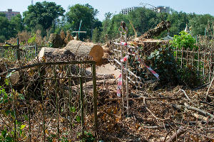 Вырубка деревьев на Всесвятском кладбище в сентябре 2023 года © Фото Александра Гончаренко, Юга.ру