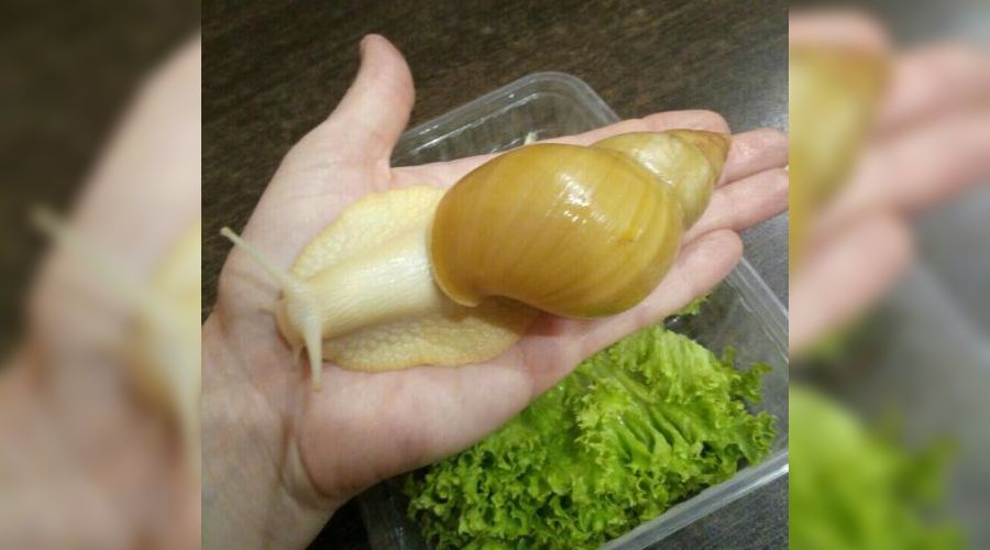 Улитка ахатин © Фото с сайта youla.io/krasnodar