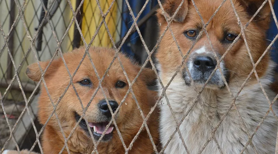 Приют для собак &copy;&nbsp;Фото с сайта pixabay.com