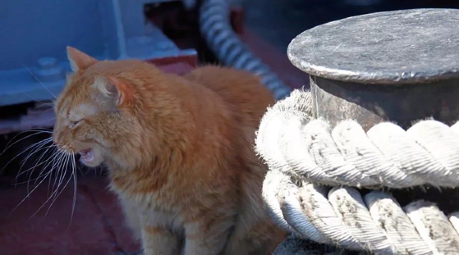  &copy;&nbsp;Влад Александров, ЮГА.ру