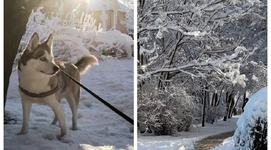  &copy;&nbsp;Скриншот из телеграм-канала &laquo;Это Ростов новости&raquo; https://t.me/etorostov/80147