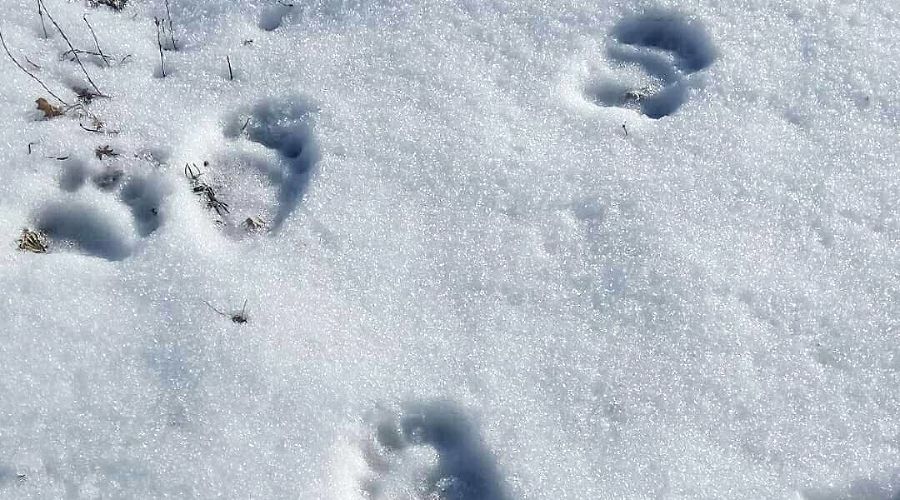  &copy;&nbsp;Фото из аккаунта Кавказского заповедника, www.instagram.com/kavkazski_zapovednik