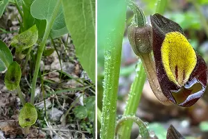  &copy;&nbsp;Коллаж из скриншотов фото Натальи Елагиной и Бориса Туниева