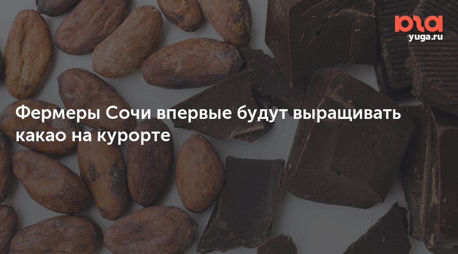 Фермеры Сочи впервые будут выращивать какао на курорте
