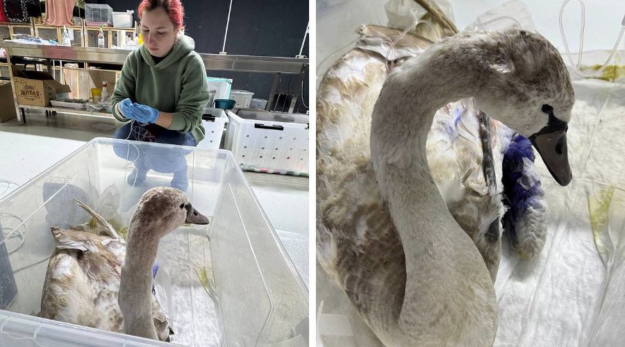  &copy;&nbsp;Скриншоты фото из телеграм-канала реабилитационного центра &laquo;Жемчужная&raquo;