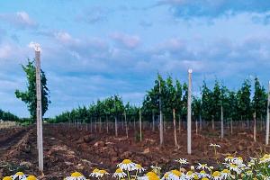  &copy;&nbsp;Фото пресс-службы винодельни &laquo;Узунов&raquo;