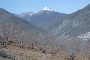 Место произрастания подснежника ризенского в бассейне реки Аше. На заднем плане — гора Большой Псеушхо &copy;&nbsp;Фото пресс-службы Сочинского нацпарка