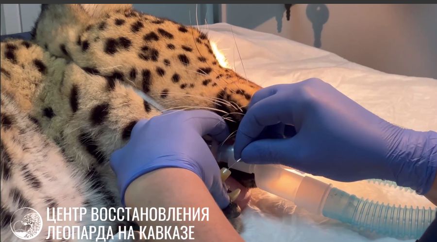  © Скриншот из телеграм-канала «Центр восстановления леопарда на Кавказе» https://t.me/leopardcenter/244