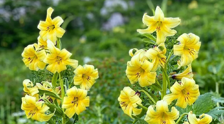 Лилия Кессельринга (Lilium kesselringianum) &copy;&nbsp;Фото пресс-службы курорта &laquo;Роза Хутор&raquo;