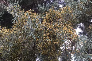 Цветущий кипарис &copy;&nbsp;Фото пресс-службы Сочинского нацпарка