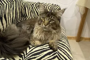  &copy;&nbsp;Фото с сайта Avito, https://www.avito.ru/krasnodar/koshki/kot_meyn-kun_musulmanskiy_halyal_2174454366