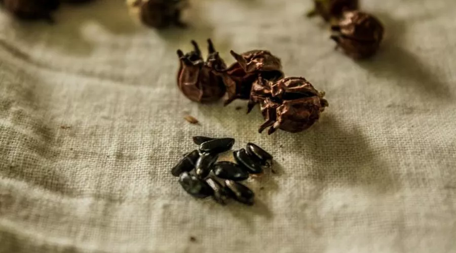 Семена самшита &copy;&nbsp;Фото &laquo;НАБУ-Кавказ&raquo;