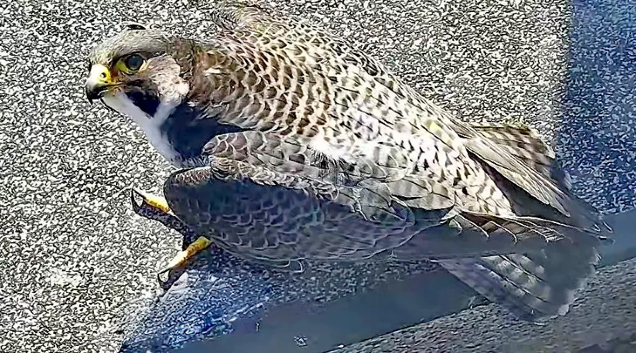  &copy;&nbsp;Фото предоставлено пресс-службой банка Уралсиб