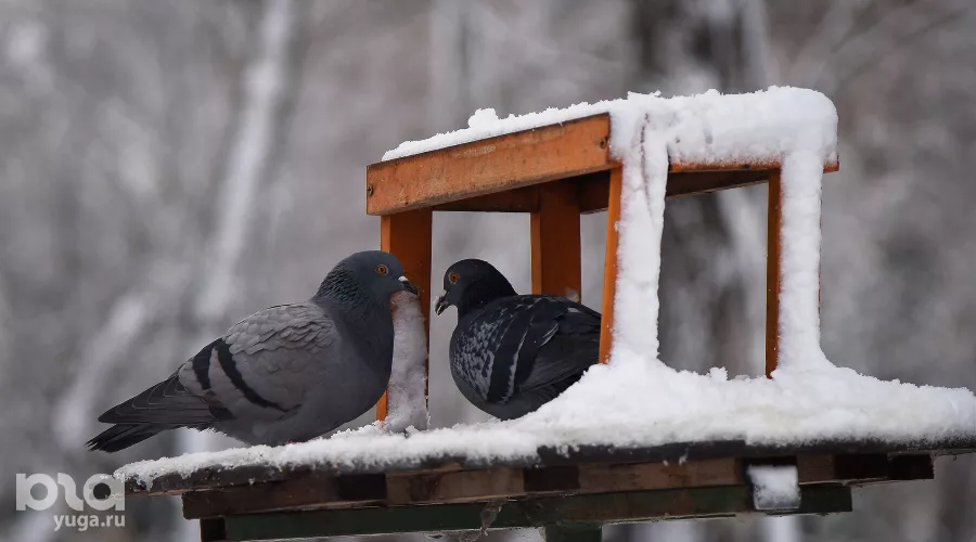  &copy;&nbsp;Елена Синеок, Юга.ру