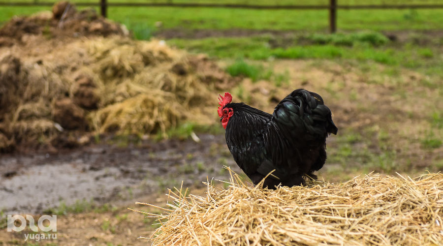  © Фото Елены Синеок, Юга.ру